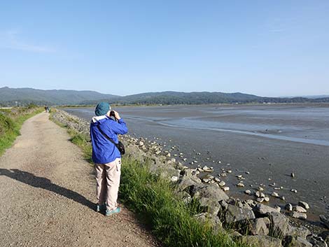 Arcata Marsh