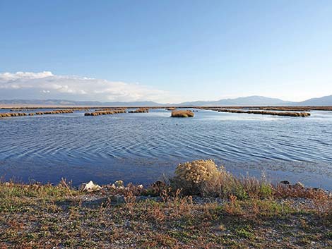 Ruby Marsh National Wildlife Refuge