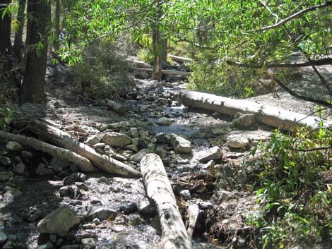 Birding Deer Creek