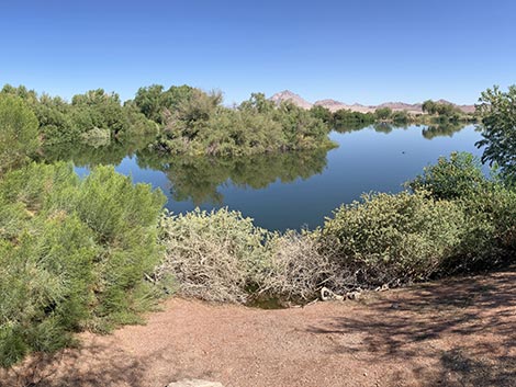 Henderson Bird Viewing Preserve