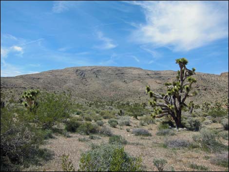 Red Bluff Spring Road
