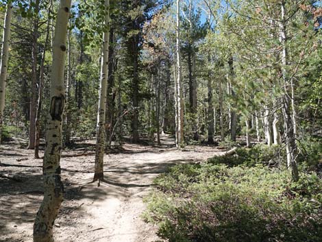 Bristlecone Trail