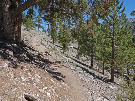 Bristlecone Trail
