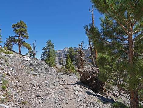 Bristlecone Trail
