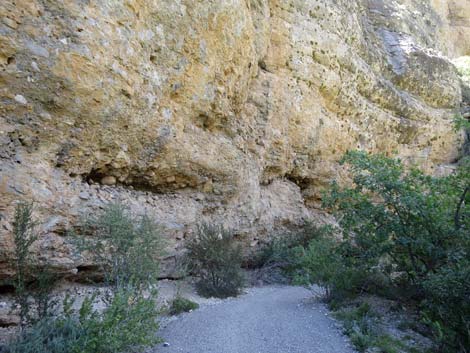 Pack Rat Trail