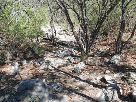 Stanley B Springs Trail