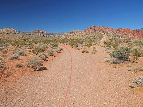Calico Wash Trail