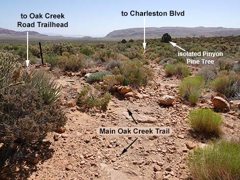 Oak Creek Canyon Trail