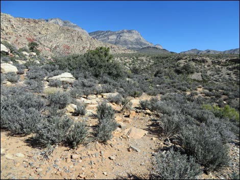 White Rock Loop Trail