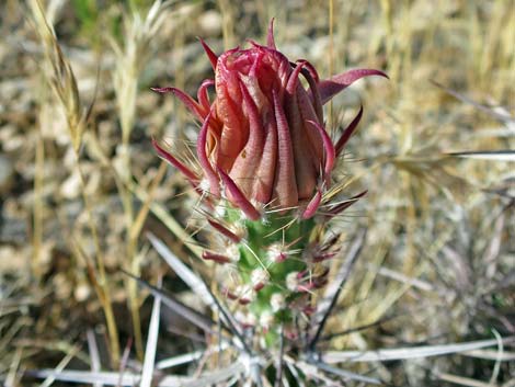 Matted Cholla (Grusonia parishii)