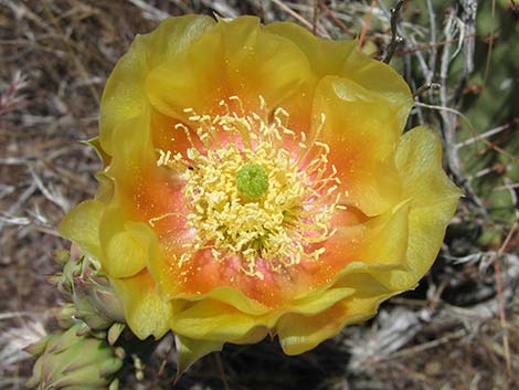 Brown-spined Pricklypear (Opuntia phaeacantha)
