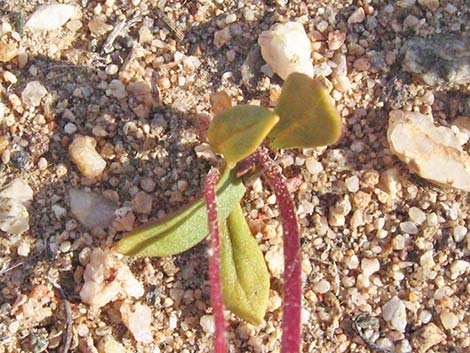 Bigelow's Monkeyflower (Mimulus bigelovii)