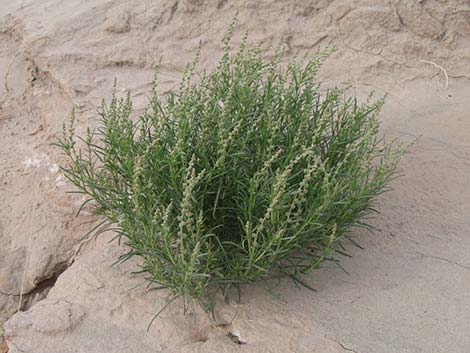 Lineleaf Whitepuff (Oligomeris linifolia)