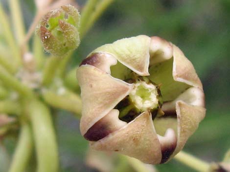 Spider Milkweed (Asclepias asperula)