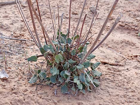 Desert Trumpet (Eriogonum inflatum)