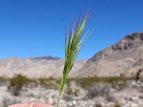 Red Brome Grass (Bromus rubens)