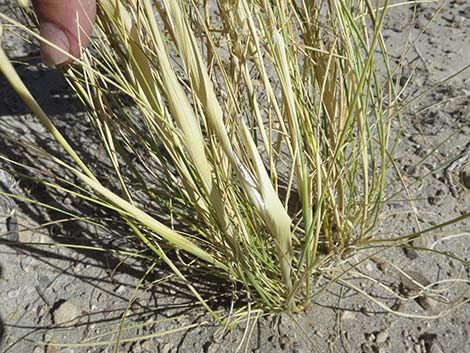 Sand Ricegrass (Achnatherum hymenoides)