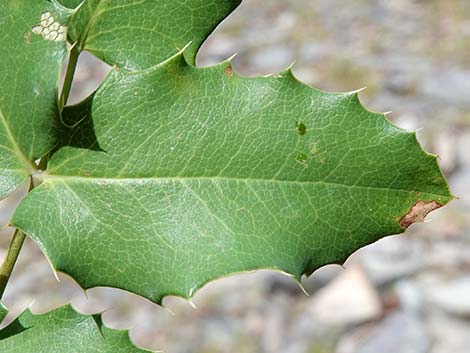 Creeping Barberry (Mahonia repens)