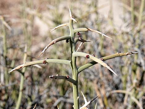Spiny Menodora (Menodora spinescens)