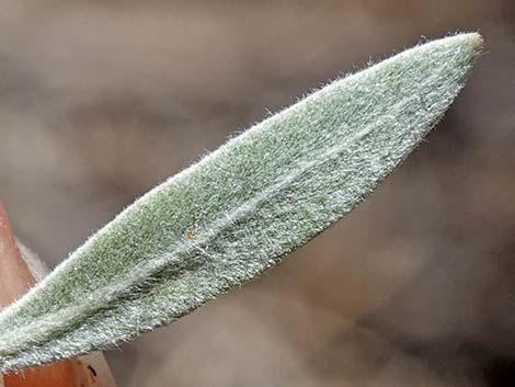 Arrowweed (Pluchea sericea)