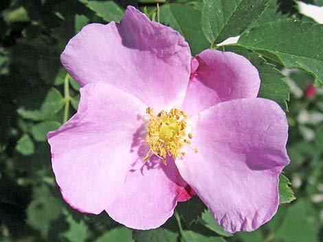 Wild Rose (Rosa woodsii)