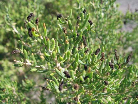Greasewood (Sarcobatus vermiculatus)