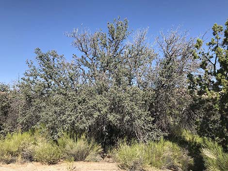 Shrub Live Oak (Quercus turbinella)