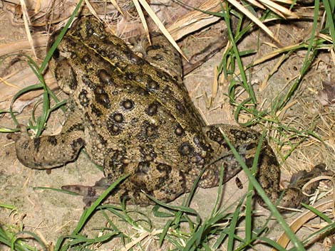Western Toad (Bufo boreas)