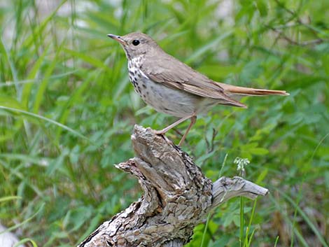 Hermit Thrush (Catharus guttatus)