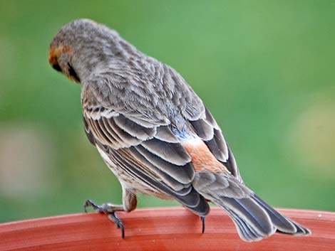 House Finch (Carpodacus mexicanus)