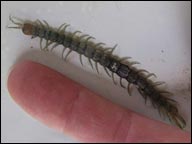 tropical centipedes