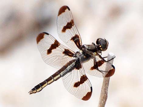 Twelve-spotted Skimmer (Libellula pulchella)