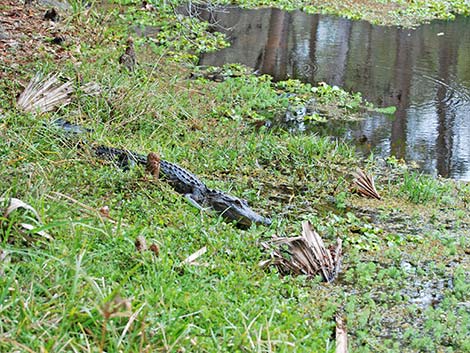 American Alligator (Alligator mississippiensis)
