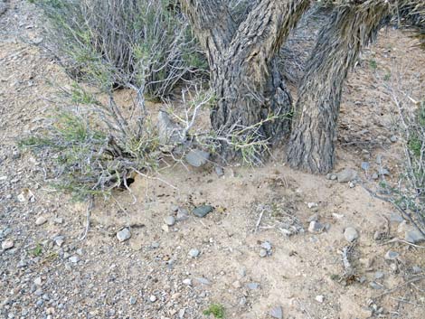 White-tailed Antelope Squirrel (Ammospermophilus leucurus)
