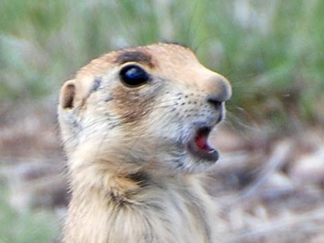 Utah Prairie Dog (Cynomys parvidens)